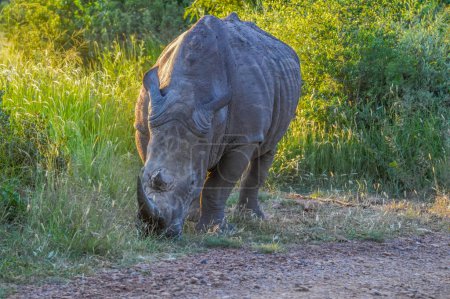 Alerta y carga de toro blanco Rhino o rinoceronte en una reserva natural durante un safari en Sudáfrica
