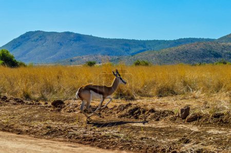 Springbockantilope (Antidorcas marsupialis) ist ein südafrikanisches Nationaltier, das während einer Safari in einem Naturschutzgebiet aufgenommen wurde
