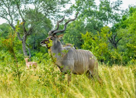 Majestuoso toro Kudu con cuernos grandes en un parque nacional y reserva Sudáfrica durante un safari