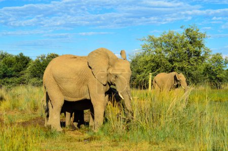 Foto de Elefante africano en un grupo en una recuperación de la naturaleza durante el safari - Imagen libre de derechos
