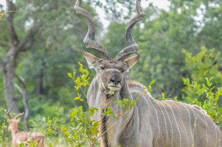 A large Kudu antelope with big horn in Kruger national park South Africa