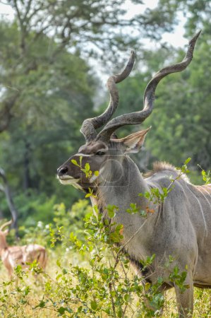 Eine große Kudu-Antilope mit großem Horn im Kruger Nationalpark in Südafrika