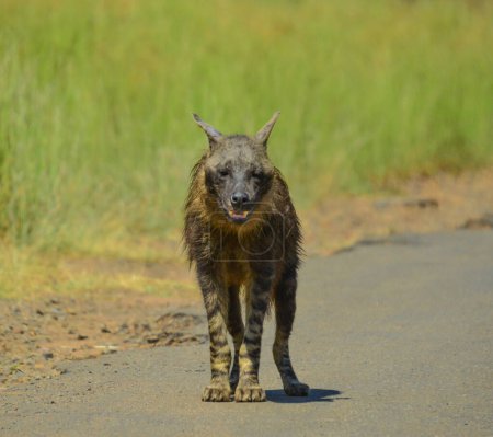 Foto de Retrato de una vieja hiena marrón solitaria (Hyaena brunnea) en Kruger durante un safari en Sudáfrica - Imagen libre de derechos