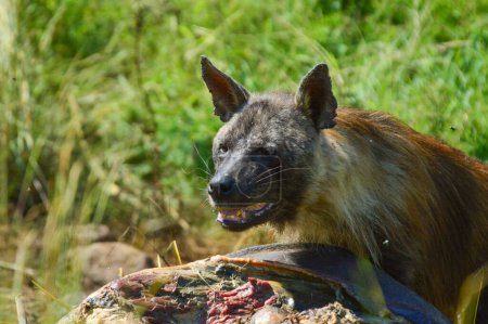 Braune Hyäne (Hyaena brunnea) ernährt sich vom toten Kadaver eines Nashorns im Pilanesberg Nationalpark in Südafrika