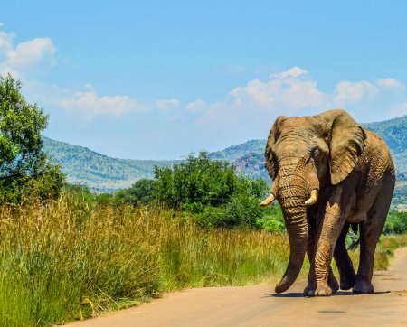 Huge and musth African elephant (Loxodonta Africana) road block in a South African nature reserve
