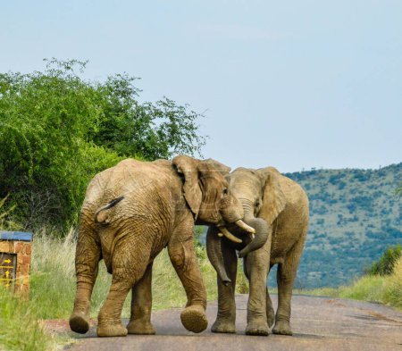 Zwei afrikanische Elefanten kämpfen auf einer Safari im Pilanesberg-Nationalpark