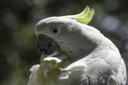 Isolierter weißer Kakadu viermal im Vogelgarten aufgenommen