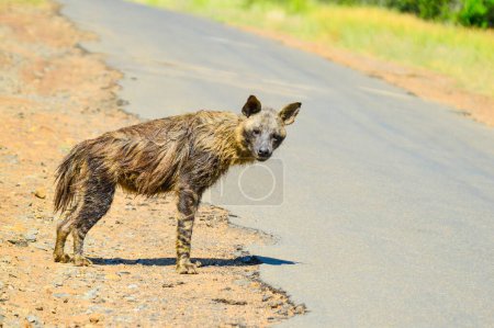 An old Brown Hyena crossing road in a game reserve during safari