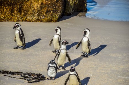 African cape penguin colony at boulder's beach in Simon's town cape town