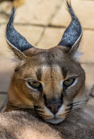 Portrait de chat caracal ou africain doré dans un zoo en Afrique du Sud