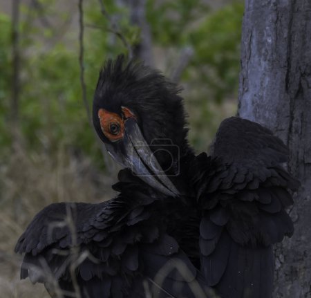 Südlicher Erdhornvogel im Kruger Nationalpark in Südafrika