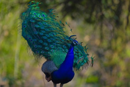 An Indian or asian peacock or male peafowl portrait in wild nature