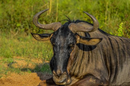 Blue wildebeest, Connochaetes taurinus sitting and relaxing in South Africa nature reserve
