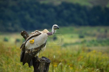 Portrait of a marked cape vulture or cape griffon also known as Kolbe's is the largest raptor bird in South Africa