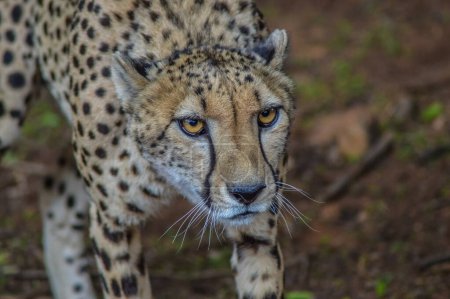 Retrato de un guepardo - acinonyx jubatus en sabana en la reserva natural de Sudáfrica
