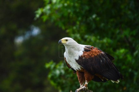 African fish eagle - a large bird of prey known as haliaeetus vocifer perched on a tree in the wild South Africa