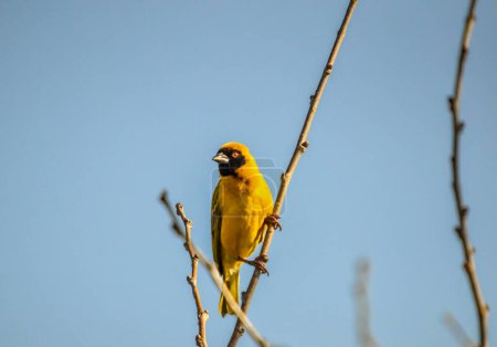 Southern masked yellow weaver , Ploceus velatus with red eye perched and working during breeding season