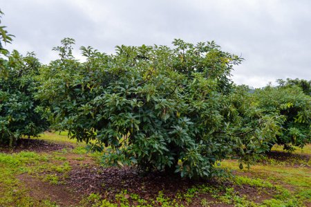 Aguacate verde orgánico fresco de Hass en un árbol de granja en Mpumalanga Sudáfrica
