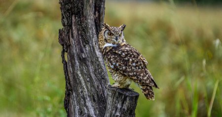 Photo for Cape eagle owl (Bubo capensis) is a large bird of prey perched in wild in Drakensberg - Royalty Free Image