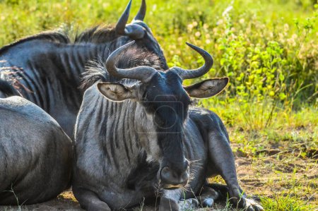 A group of Blue wildebeest or Gnu or Taurinus Connochaetes relaxing in green savannah in Pilanesberg national park