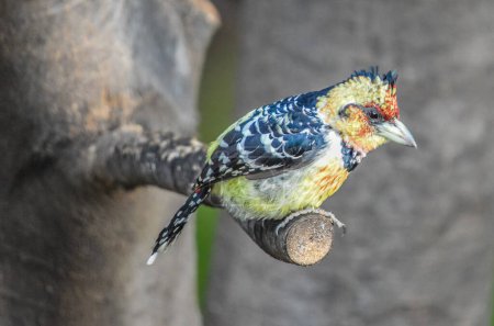 Téléchargez les photos : Un barbet à crête (Trachyphonus vaillantii) perché sur une branche d'arbre dans la réserve de chasse d'Afrique du Sud - en image libre de droit