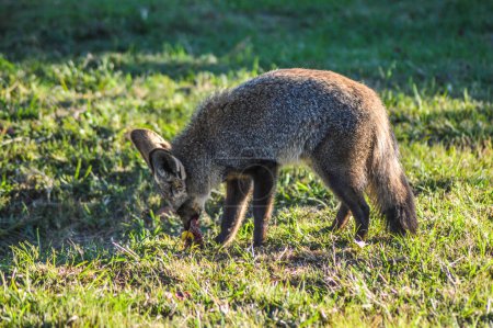 Fledermausohr-Fuchs streift frei in einem johannesburger Naturschutzgebiet in Südafrika