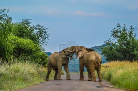 Dos elefantes africanos luchan en la carretera en el parque nacional de Pilanesberg durante un safari