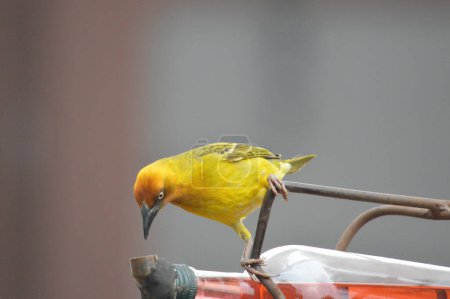 Ein gelber Brillenweber füttert Fruchtnektar von einem Vogelfutterhäuschen in einem Haus in Südafrika