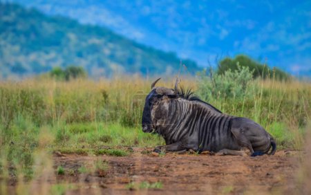 Blue wildebeest, Connochaetes taurinus sitting and relaxing in South Africa nature reserve
