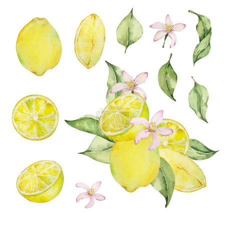Watercolor juicy lemon and leaves, mediterranean illustration for design