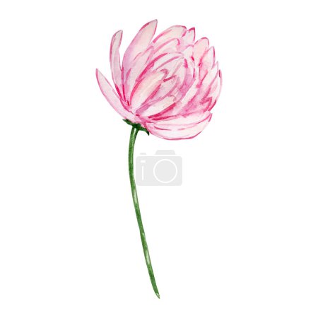 Watercolor pink bud chrysanthemum, november birth month flower, design for prints and cards