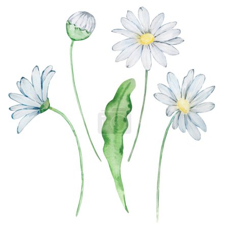 Téléchargez les photos : Marguerite aquarelle, fleur de mois de naissance avril, conception pour les impressions et les cartes - en image libre de droit