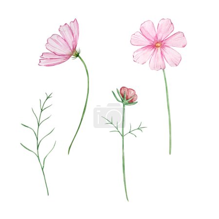 Watercolor cosmos, october birth month flower, design for prints and cards