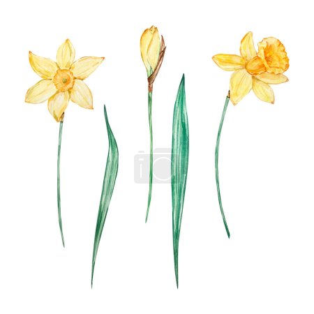 Watercolor daffodil, march birth month flower, design for prints and cards