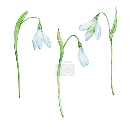Watercolor snow drops, January month birth flower, design for prints and postcards