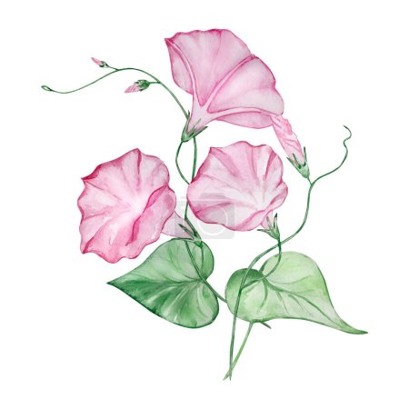 Téléchargez les photos : Bouquet aquarelle matin gloire, septembre naissance mois fleur, motif pour impressions et cartes - en image libre de droit