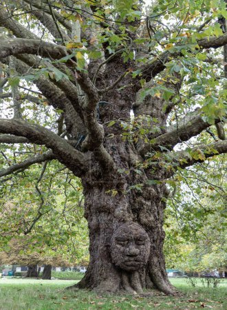 Photo for London,UK - Oct 23,2023 - The giant grandfather tree at Acton public park. The tree looks like human's face, Trunk and big tree roots spreading out, The concept of care and environmental protection. Nature background, Space for text, Selective focus. - Royalty Free Image