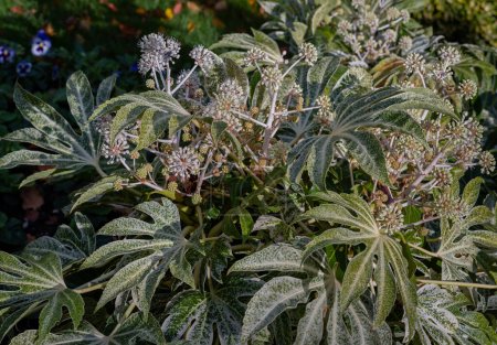 Beautiful Fatsia japonica 'Spider's Web' full blossom in Autumn. Winter Flowers and Leaves of a Japanese aralia or Castor Oil Plant, Copy space, Selective Focus.