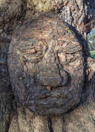 Photo for Close-up of The grandfather tree. The tree looks like human's face, The concept of care and environmental protection. Space for text, Selective focus. - Royalty Free Image