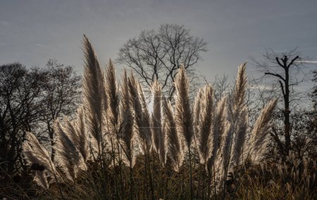 Photo for The flowers of the pampas grass with rim light effect of the sun light nature background. Silhouette of White cream fluffy flowers of Cortaderia selloana, Blown white grass, Space for text, Selective focus. - Royalty Free Image