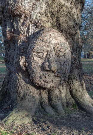 Photo for Close-up of The grandfather tree. The tree looks like human's face, The concept of care and environmental protection. Space for text, Selective focus. - Royalty Free Image