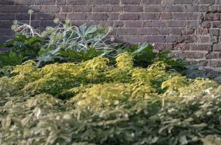 Japanese Aralia (Paper plant) or Fatsia japonica 'Spider's Web' full blossom with Brick wall background. Spherical umbels of tiny white flowers and large dark green glossy leaves, Copy space, Selective focus.