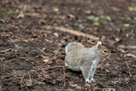 Portrait of a cute Eastern Gray Squirrel (Sciurus carolinensis) standing on dry grassy ground in natural park. Space for text, Selective focus.
