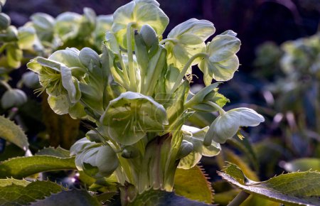 Attractive green flowers of Corsican Hellebore or argutifolius 'Silver Lace' flowering with a background of leaves in late winter and early spring, Copy space, Selective focus.
