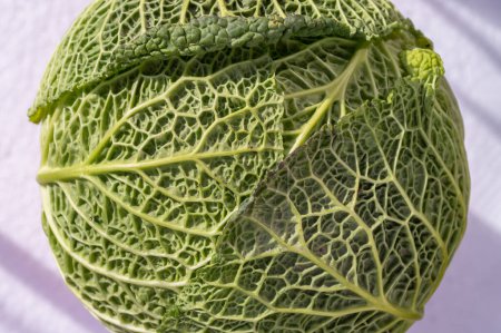 Whole head of organic savoy cabbage. One fresh savoy cabbage isolated on White background. Green vegetable, Copy space, Selective focus.