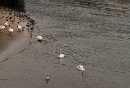 Trumpeter swan, white goose, wild geese, ducks, seagull, aquatic birds. Different variety of water birds in the riverside at river thames, Space for txet, Selective Focus.