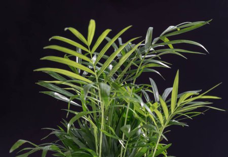 Grüne Blätter von Chamaedorea elegans auf schwarzem Hintergrund. Erstaunlich dunkler Hintergrund mit Neanthe bella Palme, Salonpalme, Platz für Text, selektiver Fokus.
