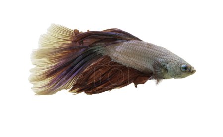 Detail of Red betta fish or Siamese fighting fish isolated on white background with clipping path. Beautiful movement of Betta splendens (Pla Kad). Selective focus.