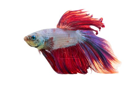 Detail of Red betta fish or Siamese fighting fish isolated on white background with clipping path. Beautiful movement of Betta splendens (Pla Kad). Selective focus.