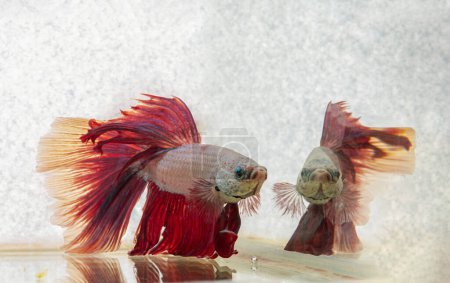 The reflection in the water of a Red betta fish or Siamese fighting fish. Beautiful movement of Betta splendens (Pla Kad). Selective focus.